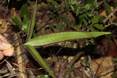 Pteris vieillardii