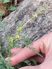 Ambrosia acanthicarpa
