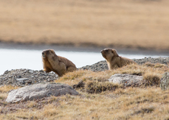 Marmota baibacina
