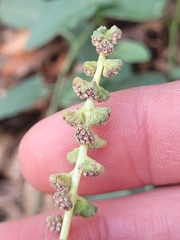 Ambrosia acanthicarpa