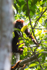 Alouatta seniculus