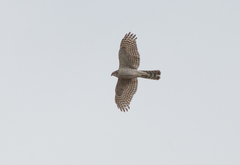 Accipiter gularis