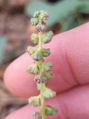 Ambrosia acanthicarpa