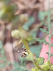 Ambrosia acanthicarpa