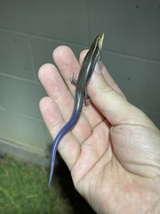 Plestiodon tetragrammus