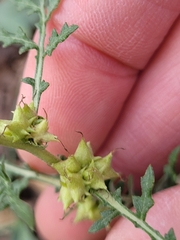 Ambrosia acanthicarpa