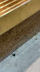 Latrodectus geometricus