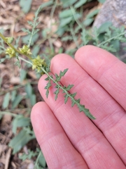 Ambrosia acanthicarpa
