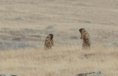 Marmota baibacina