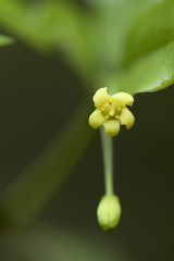Pittosporum illicioides