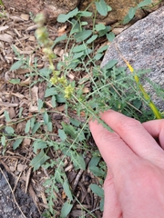Ambrosia acanthicarpa