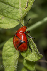 Leptinotarsa rubiginosa