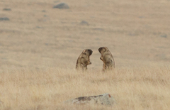 Marmota baibacina