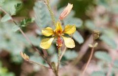 Hoffmannseggia glauca