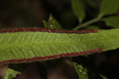 Pteris vieillardii