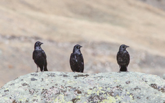 Corvus corone orientalis