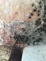 Frieseomelitta nigra