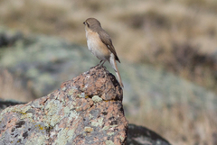 Lanius isabellinus