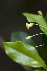 Pittosporum illicioides