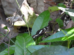 Phaedyma shepherdi