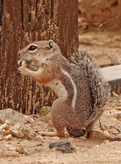 Ammospermophilus harrisii