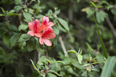 Rhododendron oldhamii