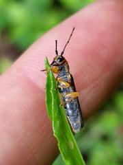 Oberea tripunctata