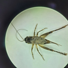 Loxoblemmus arietulus