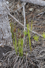 Actinostachys intermedia