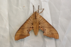 Marumba dyras