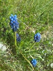 Muscari botryoides