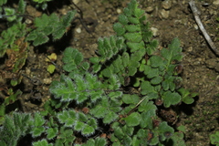 Cheilanthes nudiuscula
