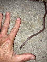 Contia tenuis