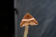 Bastilla fulvotaenia