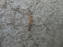 Yponomeuta cagnagella