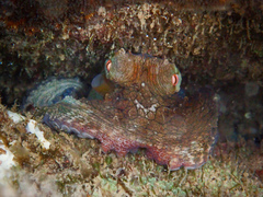 Octopus insularis