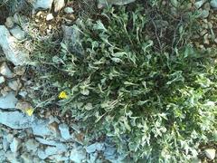 Helianthemum nummularium