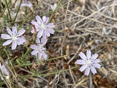 Stephanomeria diegensis