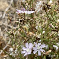 Stephanomeria diegensis