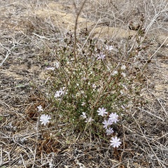 Stephanomeria diegensis