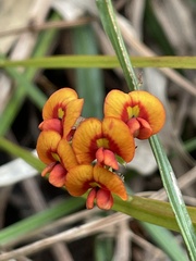 Daviesia alata