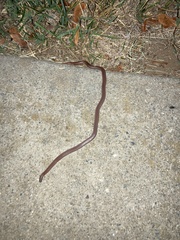 Contia tenuis