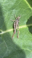 Melanoplinae