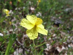 Helianthemum nummularium