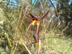 Lyperanthus suaveolens