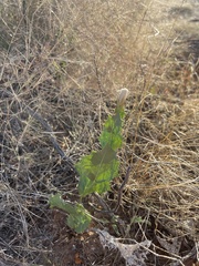 Acourtia nana