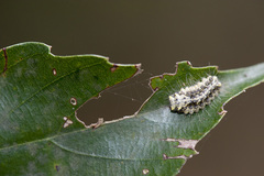 Agalope trimacula