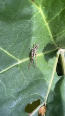 Melanoplinae