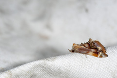 Lophomilia polybapta