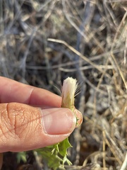 Acourtia nana